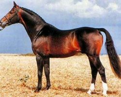 stallion Maraton (Swedish Warmblood, 1976, from Utrillo)