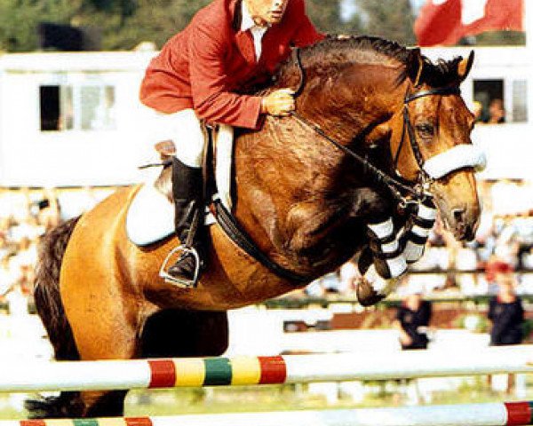 stallion Magini (Swedish Warmblood, 1982, from Maraton)