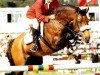 horse Magini (Swedish Warmblood, 1982, from Maraton)