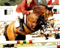 Deckhengst Magini (Schwedisches Warmblut, 1982, von Maraton)