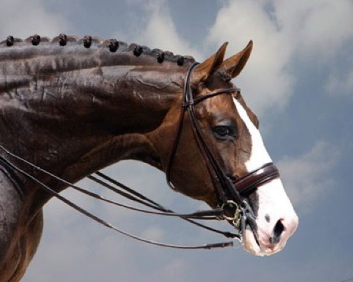 stallion Briar (Swedish Warmblood, 1991, from Magini)