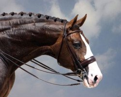 Deckhengst Briar (Schwedisches Warmblut, 1991, von Magini)