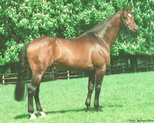 horse Le Coeur (Holsteiner, 1989, from Lord 1134)