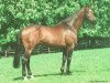 stallion Le Coeur (Holsteiner, 1989, from Lord)