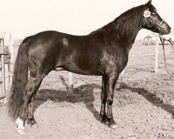 stallion Colbeach Inkerman (Welsh-Pony (Section B), 1978, from Overstone Country Boy)