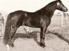 Deckhengst Colbeach Inkerman (Welsh Pony (Sek.B), 1978, von Overstone Country Boy)