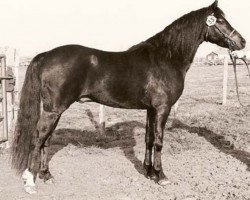 Deckhengst Colbeach Inkerman (Welsh Pony (Sek.B), 1978, von Overstone Country Boy)