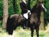 stallion Casperhof's Freddy (Welsh-Pony (Section B), 1995, from Woldberg's Bart)