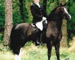 stallion Casperhof's Freddy (Welsh-Pony (Section B), 1995, from Woldberg's Bart)