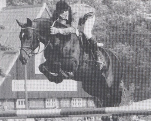 stallion Latus I (Holsteiner, 1980, from Landgraf I)