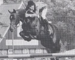 Deckhengst Latus I (Holsteiner, 1980, von Landgraf I)