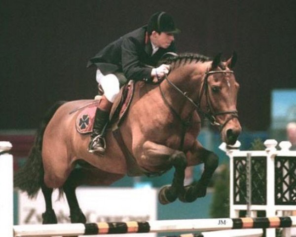 stallion Lauriston (Oldenburg, 1986, from Latus I)