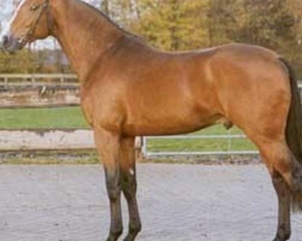 stallion Nairobi (Dutch Warmblood, 1995, from Lauriston)