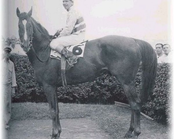 stallion Stymie xx (Thoroughbred, 1941, from Equestrian xx)
