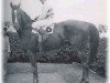 stallion Stymie xx (Thoroughbred, 1941, from Equestrian xx)