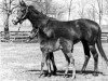 broodmare What a Treat xx (Thoroughbred, 1962, from Tudor Minstrel xx)