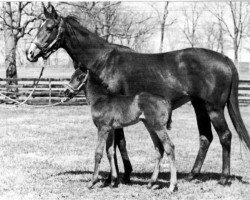 broodmare What a Treat xx (Thoroughbred, 1962, from Tudor Minstrel xx)