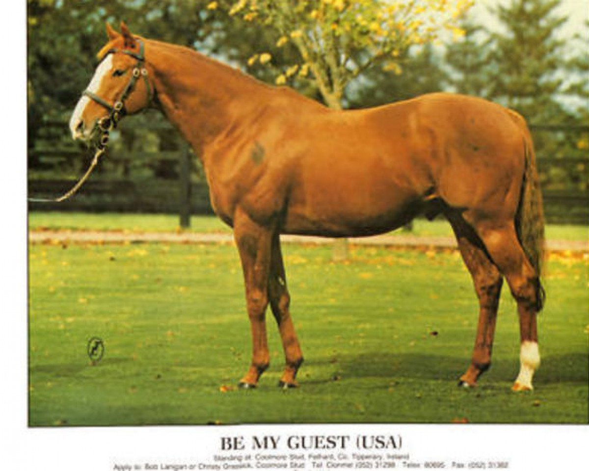 stallion Be My Guest xx (Thoroughbred, 1974, from Northern Dancer xx)