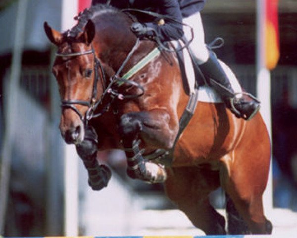 stallion Boritas (Holsteiner, 1998, from Baldini I)