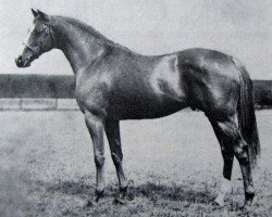 stallion Sailing Light xx (Thoroughbred, 1949, from Blue Peter xx)