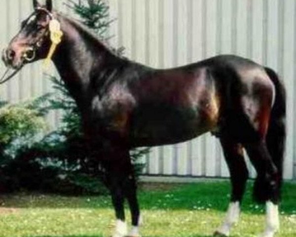 stallion Night-Star I (German Riding Pony, 1981, from Nalet 1967 ox)