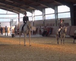 broodmare Asterix (Haflinger, 2000, from Were-di van de Vrijthof)