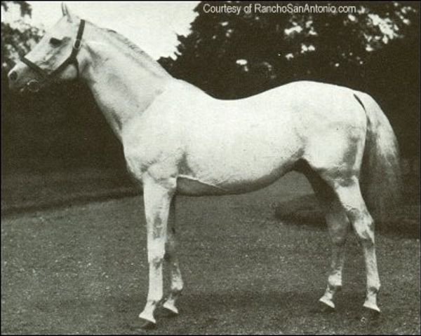 stallion Roi Herode xx (Thoroughbred, 1904, from Le Samaritain xx)