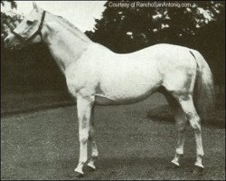 stallion Roi Herode xx (Thoroughbred, 1904, from Le Samaritain xx)