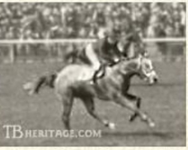 stallion Badruddin xx (Thoroughbred, 1931, from Blandford xx)