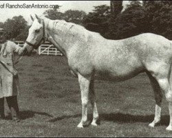 broodmare Perfume II xx (Thoroughbred, 1938, from Badruddin xx)