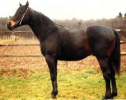 stallion Rocket xx (Thoroughbred, 1968, from Crocket xx)