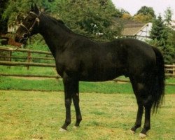 stallion Mister Rock's xx (Thoroughbred, 1978, from Rocket xx)