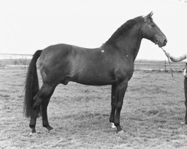 stallion Apalatin AN (Anglo-Norman, 1959, from Fra Diavolo xx)