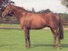stallion Ahonoora xx (Thoroughbred, 1975, from Lorenzaccio xx)