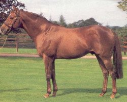 stallion Ahonoora xx (Thoroughbred, 1975, from Lorenzaccio xx)