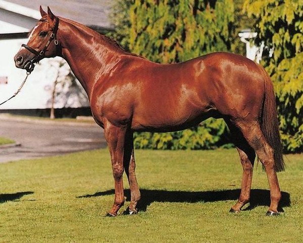 stallion Indian Ridge xx (Thoroughbred, 1985, from Ahonoora xx)