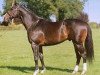 stallion Namid xx (Thoroughbred, 1996, from Indian Ridge xx)