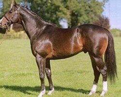 stallion Namid xx (Thoroughbred, 1996, from Indian Ridge xx)