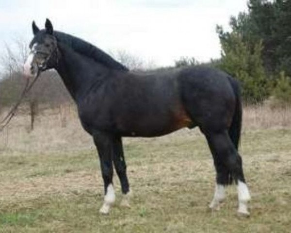 stallion Palegro (Westphalian, 1990, from Power)