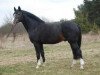 stallion Palegro (Westphalian, 1990, from Power)