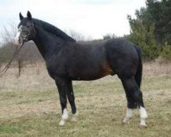 stallion Palegro (Westphalian, 1990, from Power)