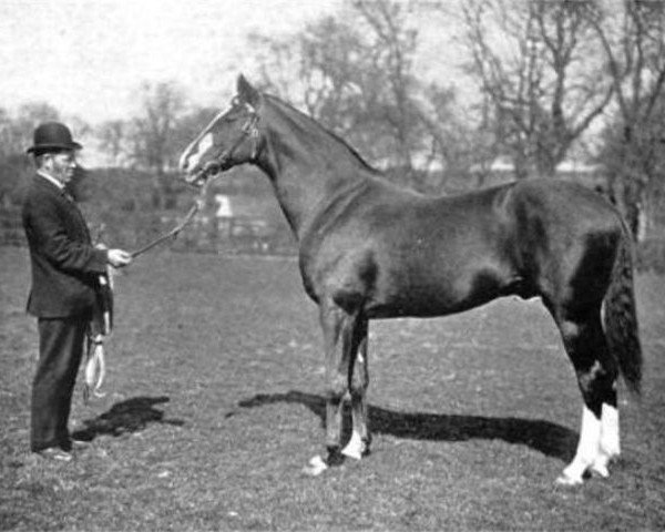 stallion Gallinule xx (Thoroughbred, 1884, from Isonomy xx)