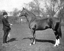 stallion Gallinule xx (Thoroughbred, 1884, from Isonomy xx)