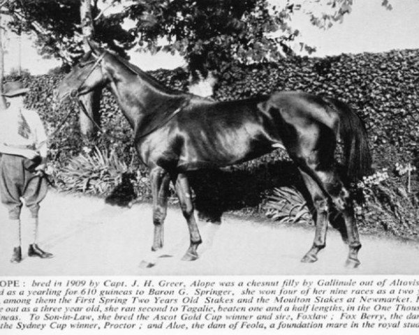 broodmare Alope xx (Thoroughbred, 1909, from Gallinule xx)