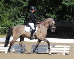 dressage horse Salume (unknown, 2008)