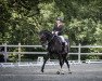 dressage horse Sammy de Luxe 17 (Oldenburg, 2013, from Surprice)