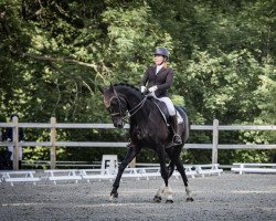 dressage horse Sammy de Luxe 17 (Oldenburg, 2013, from Surprice)