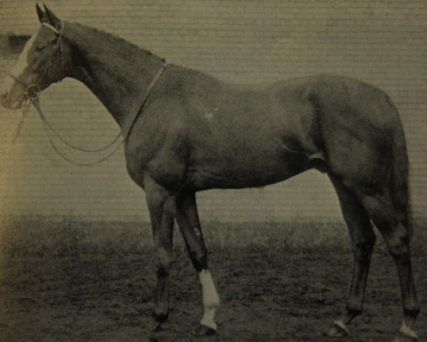 stallion Foxhunter xx (Thoroughbred, 1929, from Foxlaw xx)