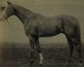 Pferd Foxhunter xx (Englisches Vollblut, 1929, von Foxlaw xx)