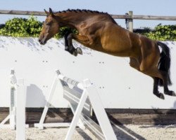 broodmare Mardina TR (KWPN (Royal Dutch Sporthorse), 2017, from Eldorado vd Zeshoek Tn)